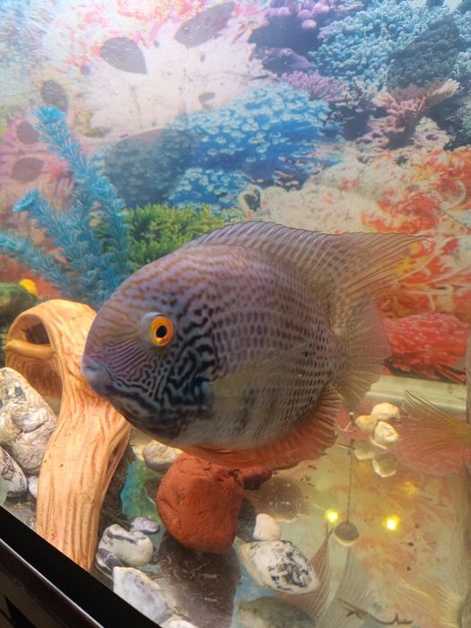 Аквариумная рыба северум