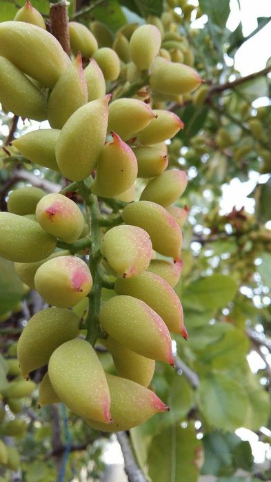 Pomi Fructiferi Exotici (Fistic Soiuri Diferite )