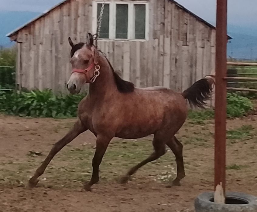 Armasar psa cu pedigree