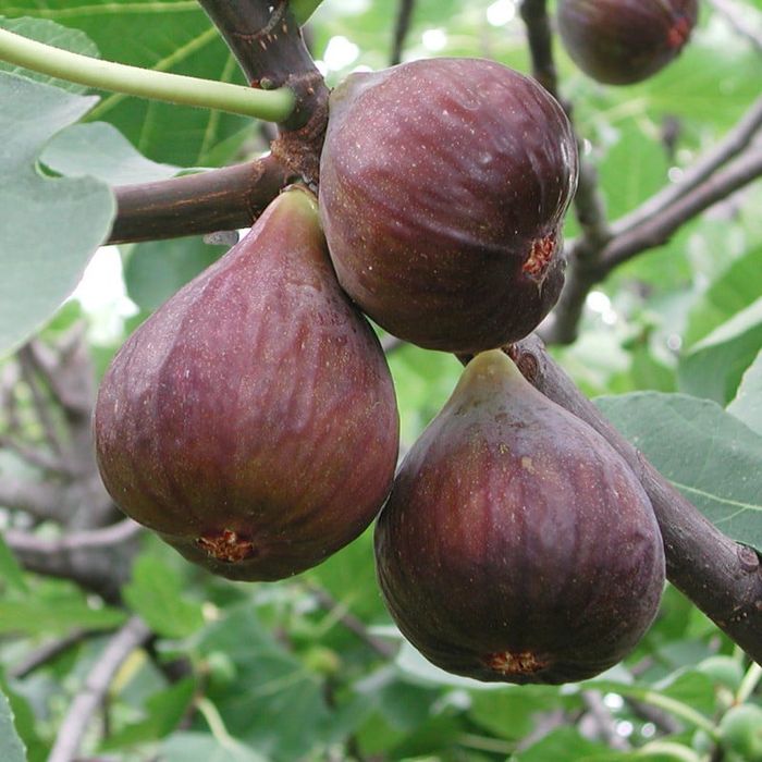 Smochin La Ghiveci (Toate Soiurile)