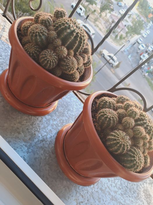 Кактус. Адрес сергили