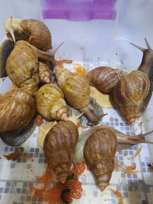 Ulitka 7,8,9 sm sotiladi