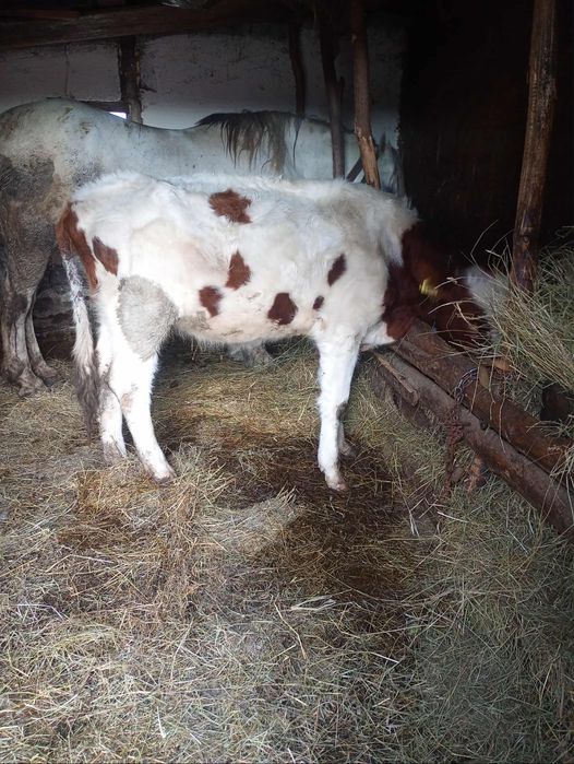 Vând jiuninca bălțată