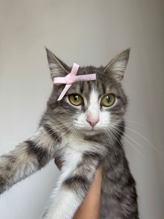 Кошечка стерелизованная МЫШЕЛОВКА