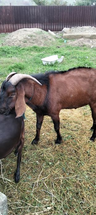 De vânzare țap anglonubian