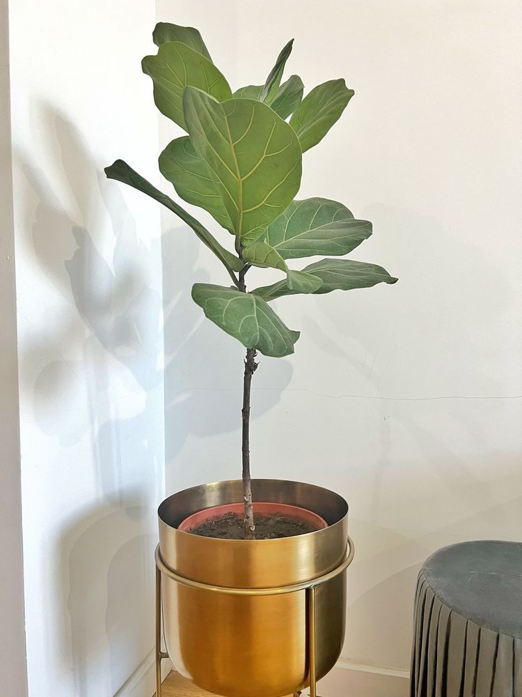 Продам Фикус Лирата домашнее растение дерево