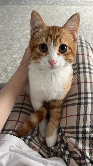 Отдам кота в хорошие руки