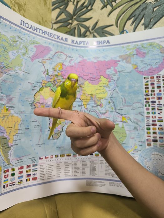 Ручной волнистый попугаи