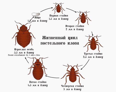 Уничтожение клопов, тараканов, блох и т.д