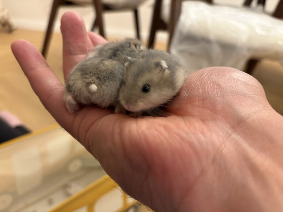 Donez hamsteri pitici siberian