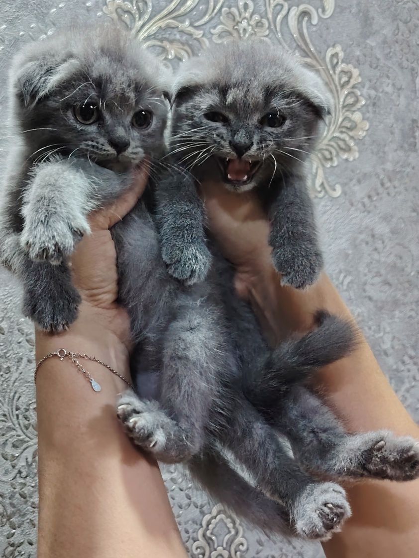 Продаются шотландские вислоухие котята
