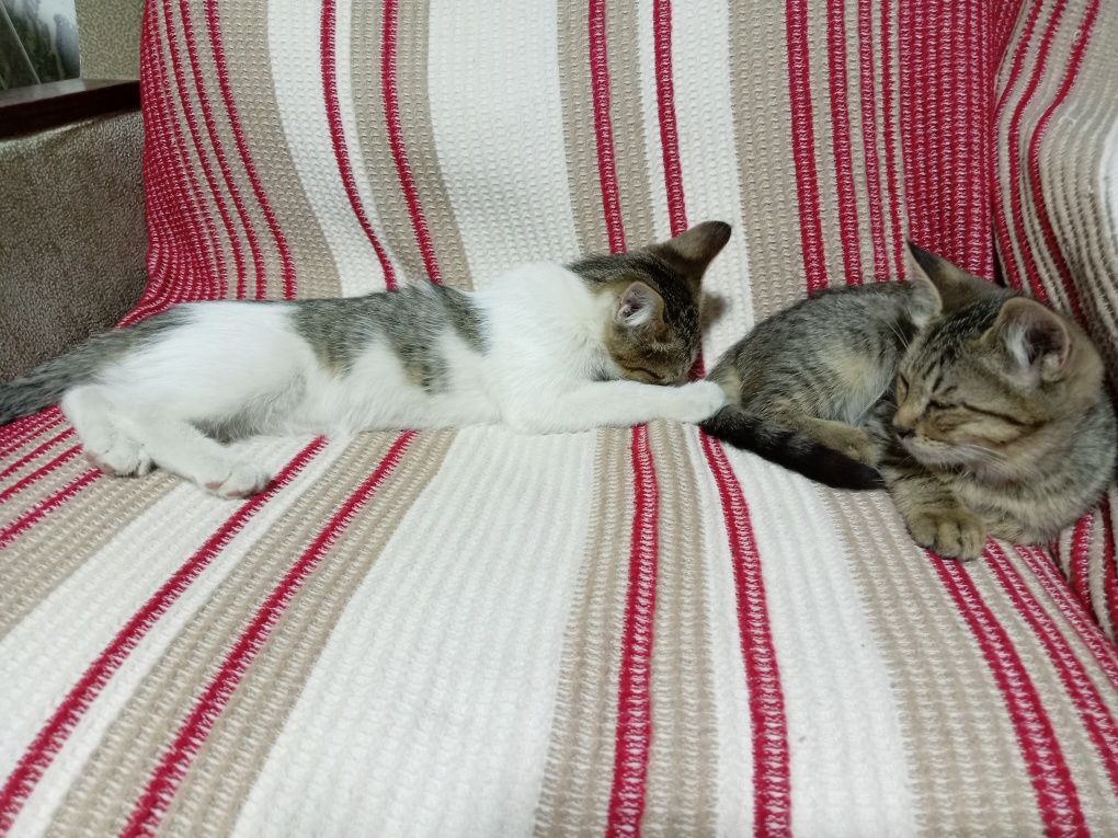 Котята, Mushukchalar