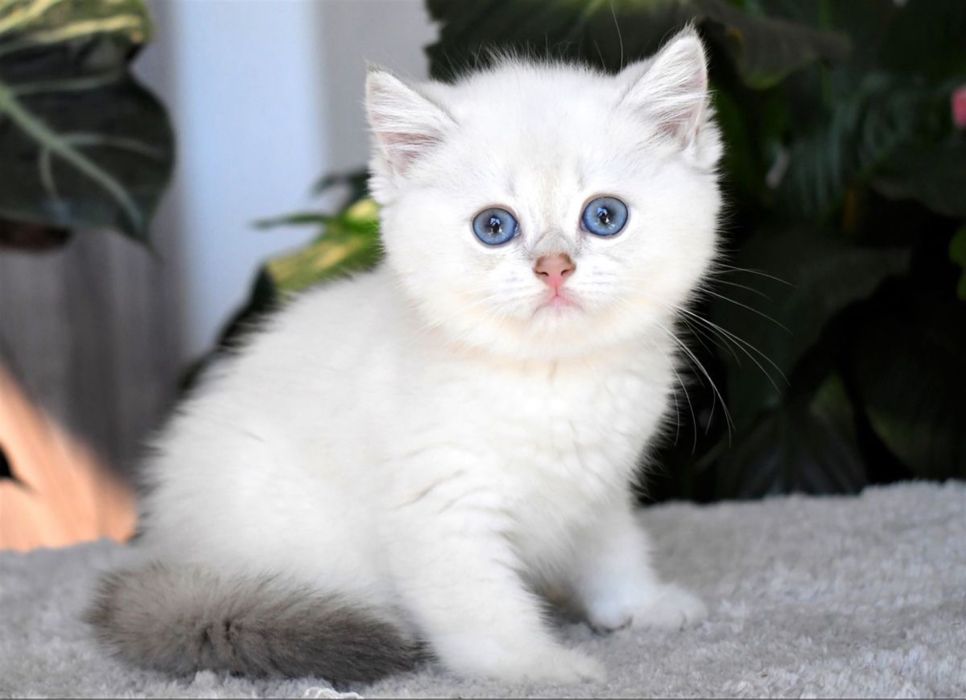 British Shorthair mascul