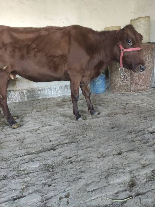 Ona bola sigir sotiladi