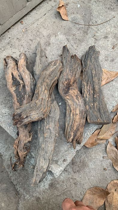 Лучший саксаул в РК, сами выращиваем!!