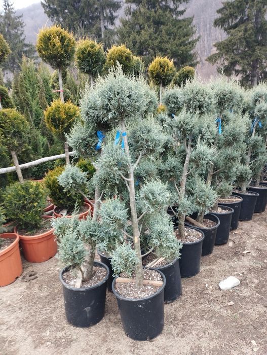 Plante ornamentale și gazon rulou