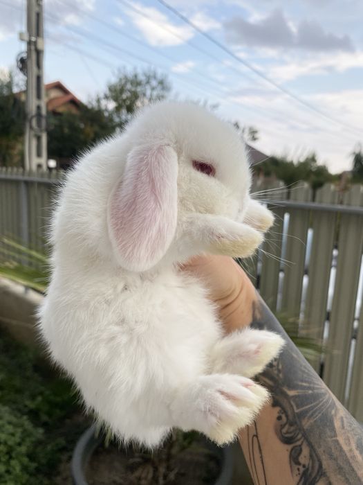 Iepuri pitici de companie Berbec pitic/Mini Lop