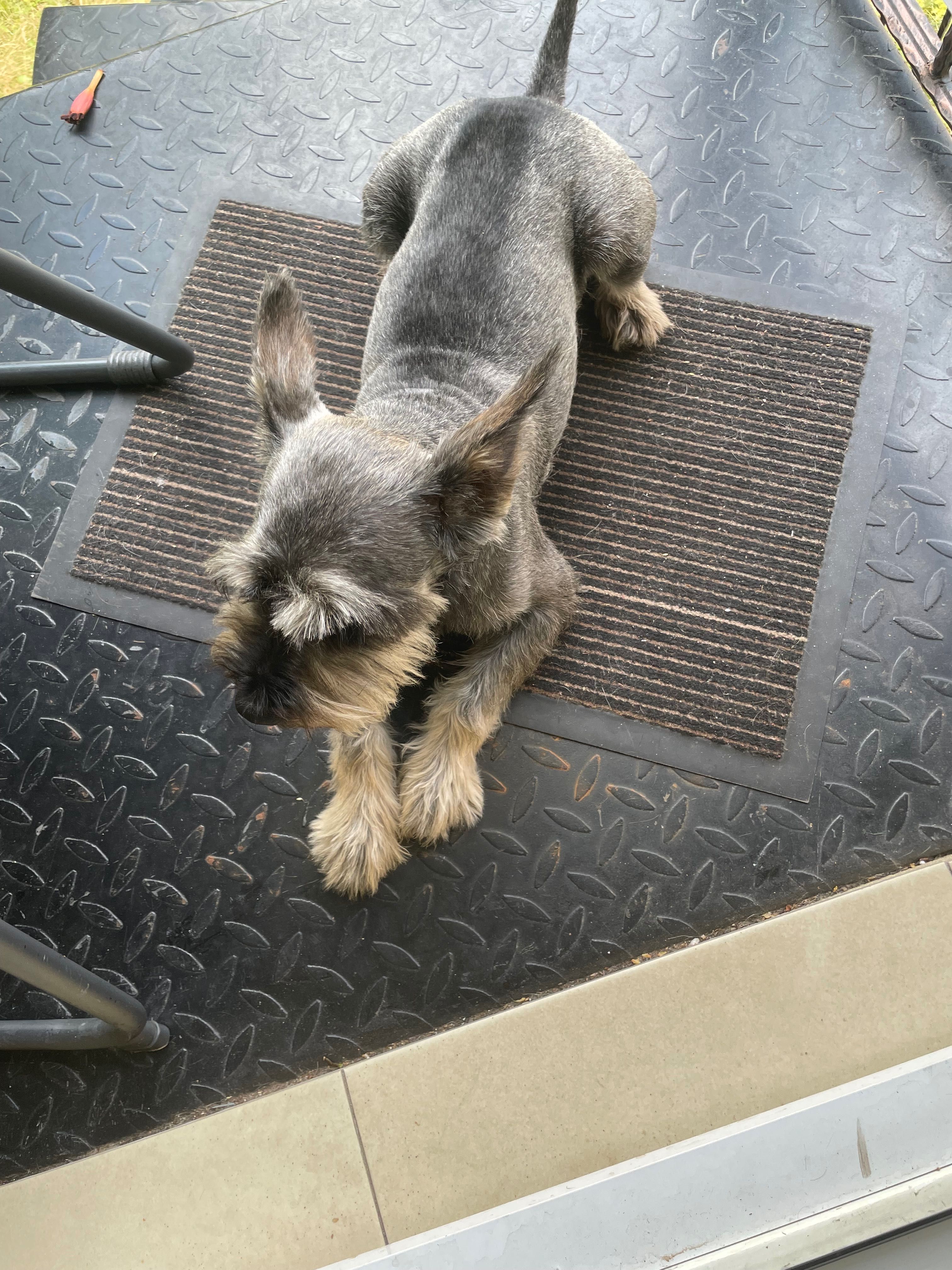 Schnauzer mic sare & piper pt adoptie — ascultator si vesel
