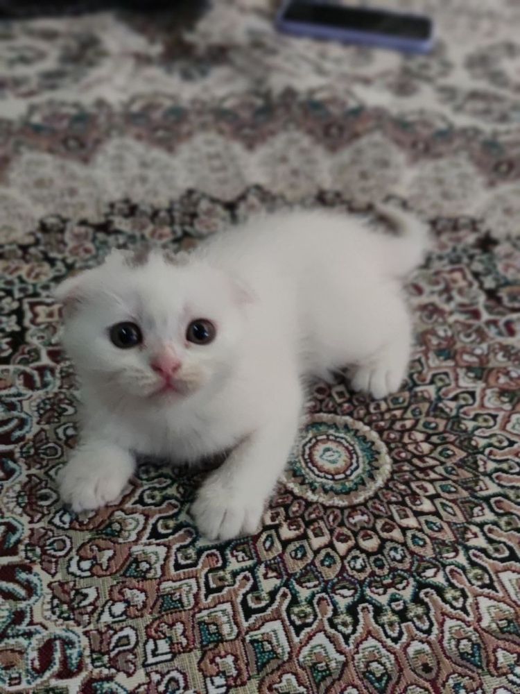 Продаются котята.