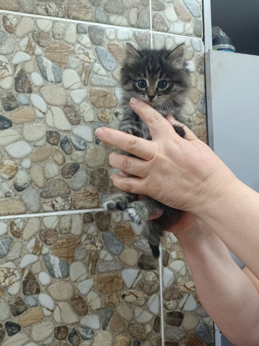 Котята в добрые ручки!