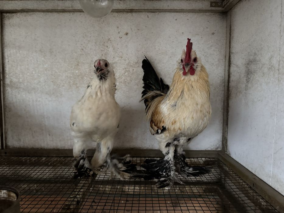 Pasari rasa pitica mii de flori tineret 2025 si pasari mature