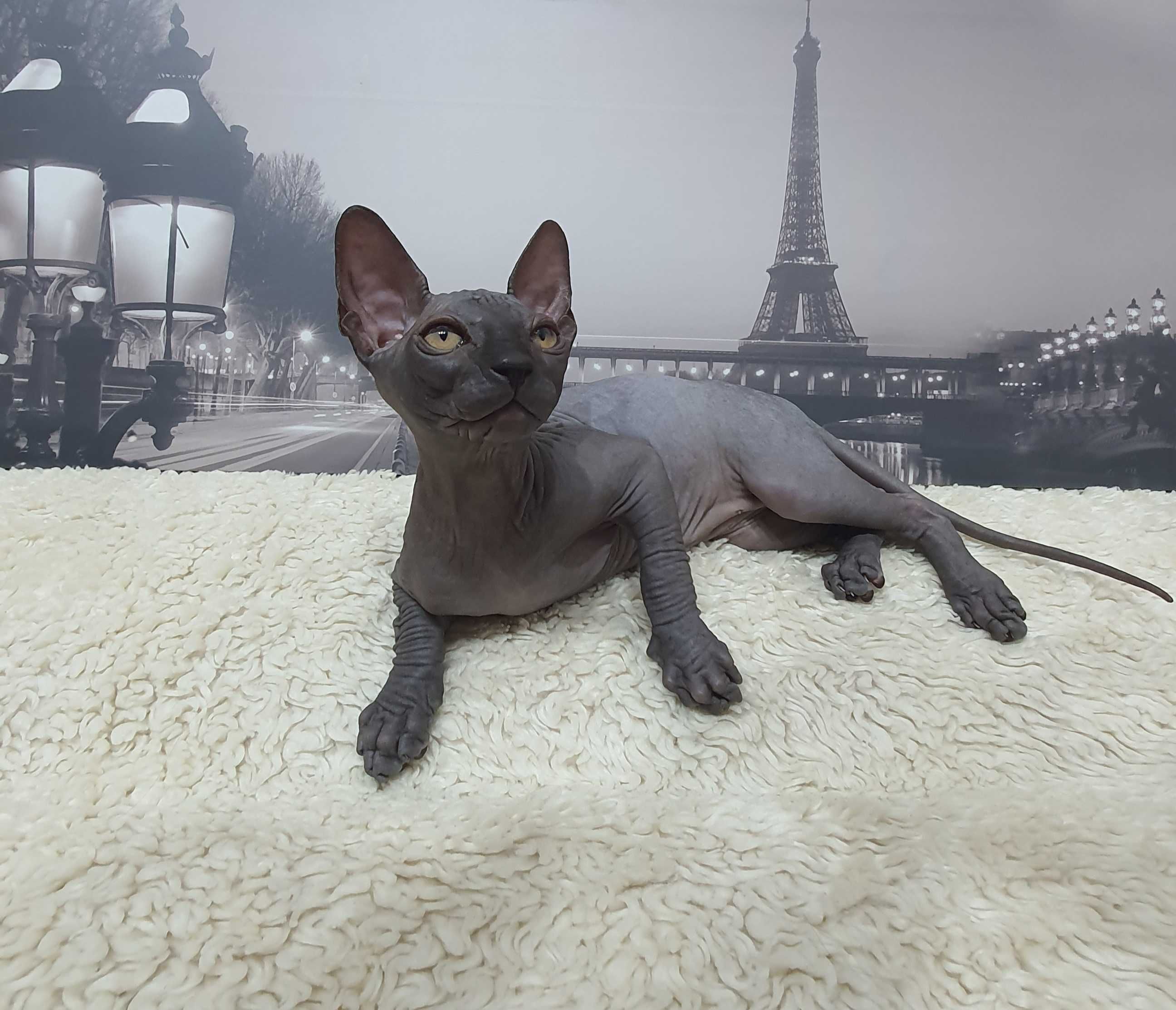 Sphynx canadian don sphynx sfinx