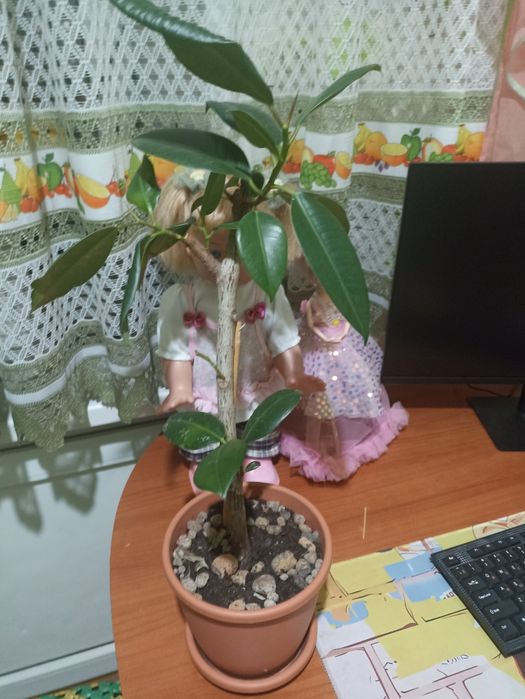 Комнатные цветы.