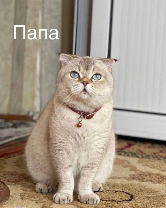 Британские шиншиллы, чистокровные, королевской породы