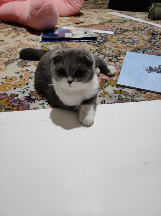 Котенок/ Mushukcha