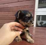 Yorkshire Terrier TeaCup