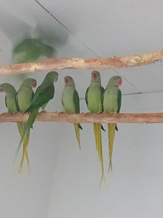 Marele Alexandru blânzi