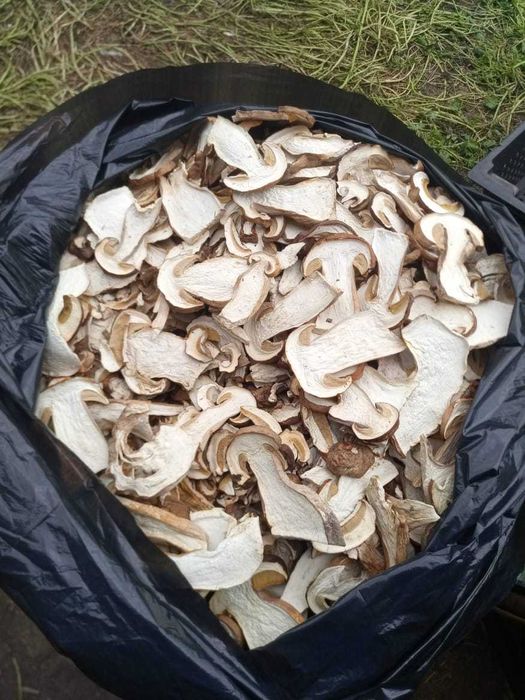 Продам  Алтайский белый  сушеный  гриб