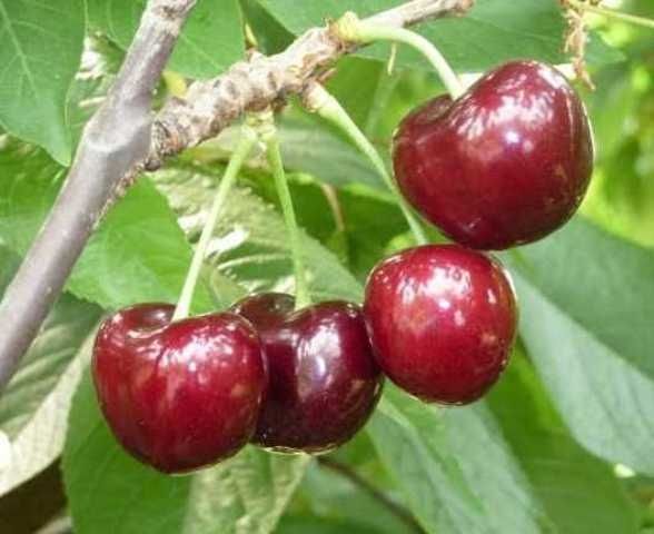 Cires Soiul Ferrovia