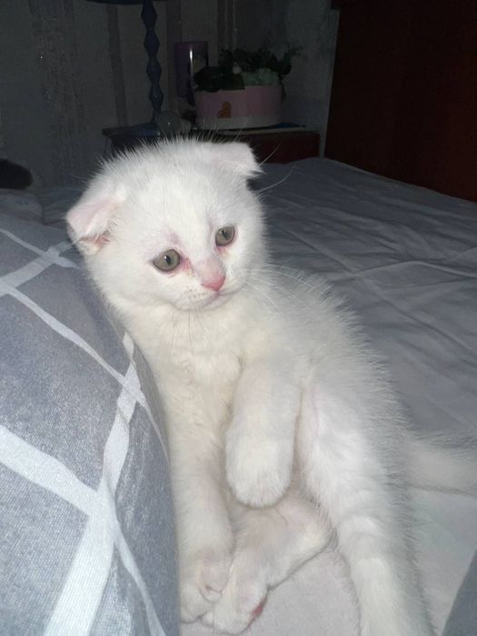 Котенок скоттиш фолд (мальчик)