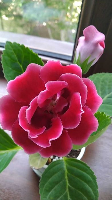 Глоксинии сеянцы