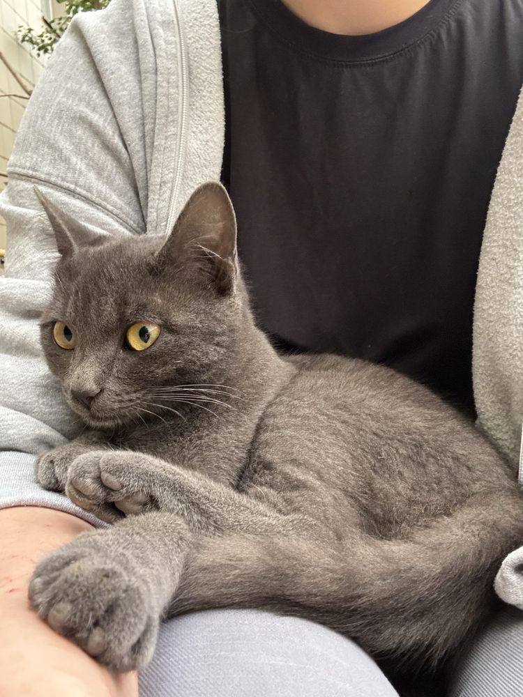 Котенок в добрые руки