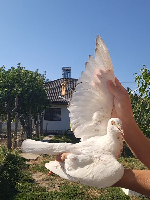 Porumbei Voiajori Masculi