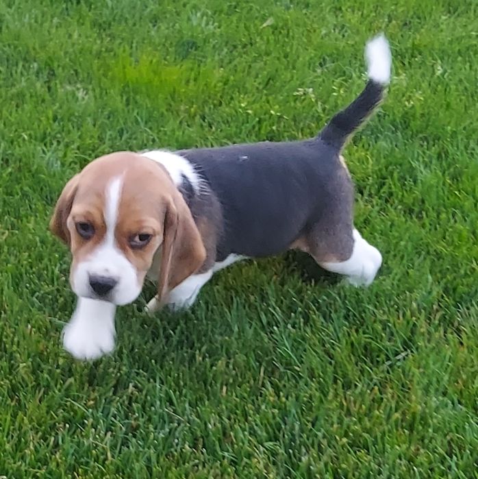 Beagle cu certificat pedigree