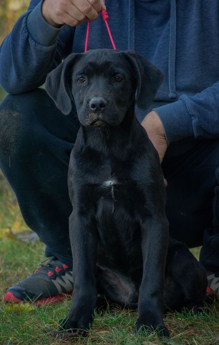 Cane Corso 4 luni Mascul