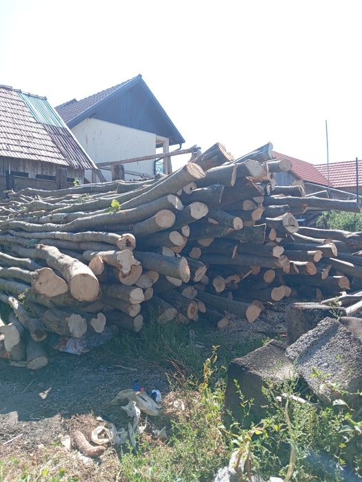 Vând lemne de pașune 600 lei pe căruță