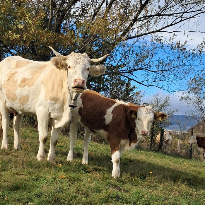 Vacă cu vițea de vînzare