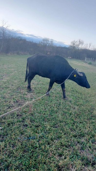 Vand bivolita pentru tinut sau pentru taiat!