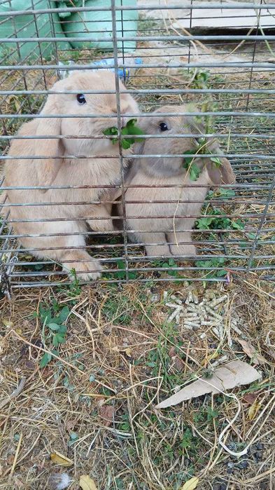 Кролик карликивый