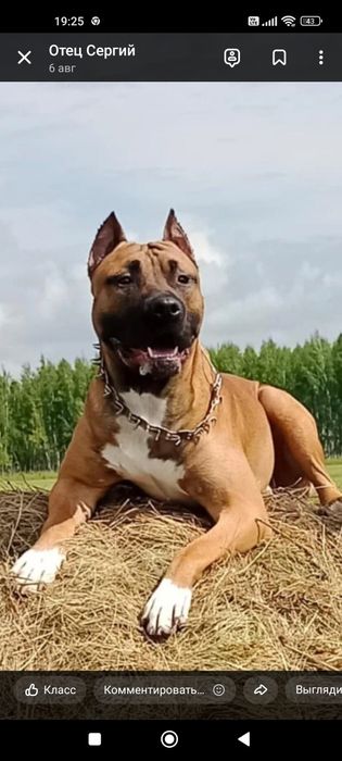 Здравствуйте четкий пацан ищет подругу