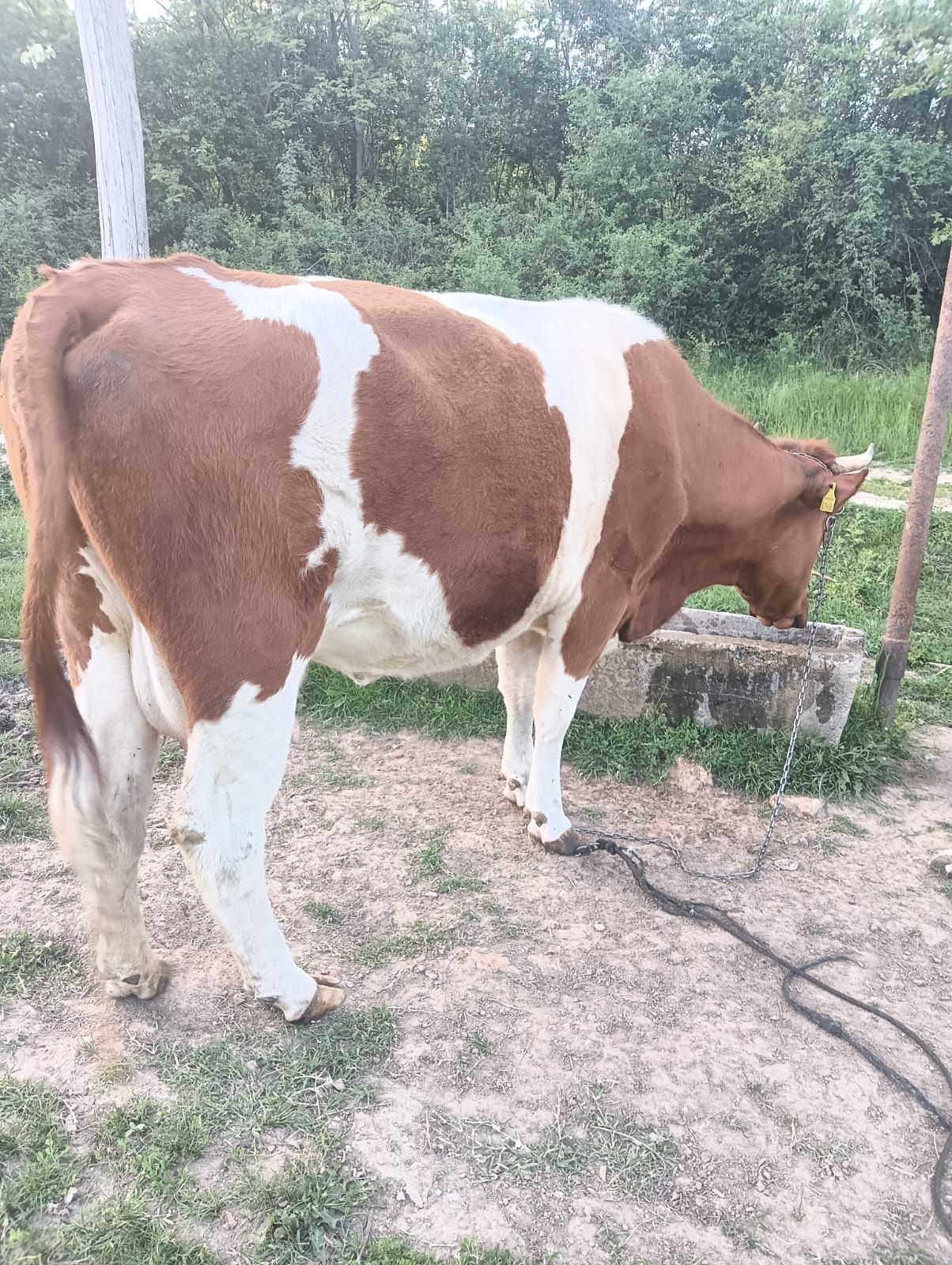 Vaca batată românească!