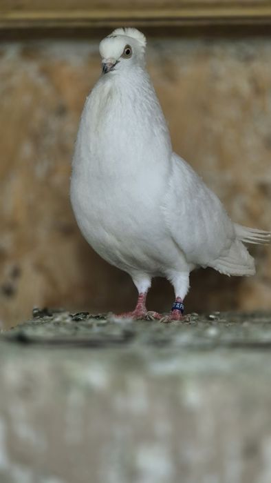 Porumbei jucatori de amara.