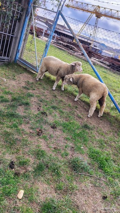 Vând 2 mieluțe merinos