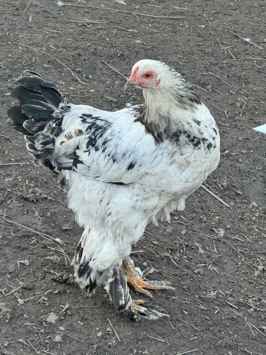 Cocoșii  de vanzare