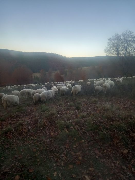 140 de oi de vânzare