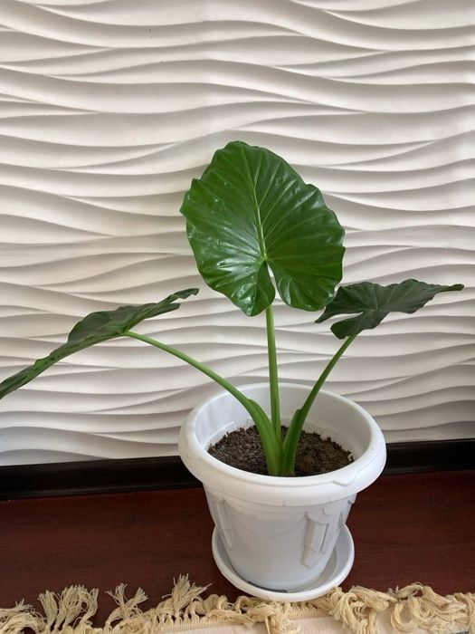 Продам цветы Алоказия